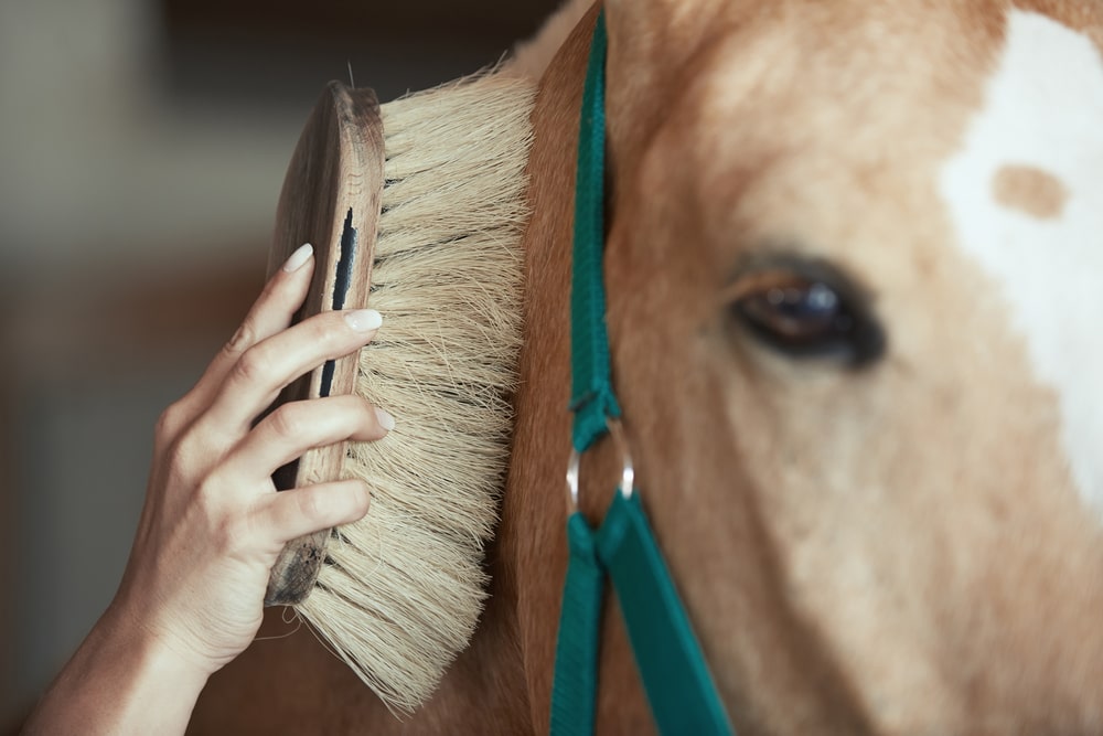 how to groom a horse