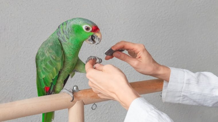 Safely Clip Your Bird’s Wings: Step-by-Step Guide