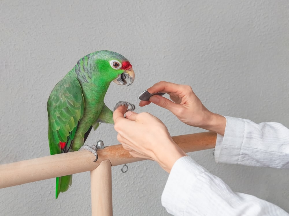Safely Clip Your Bird’s Wings: Step-by-Step Guide