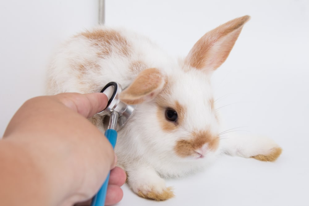 The Complete Guide to Grooming Your Rabbit