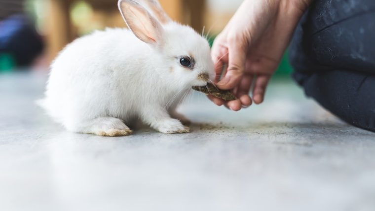 Rabbit Diet: What to Feed a Pet Bunny