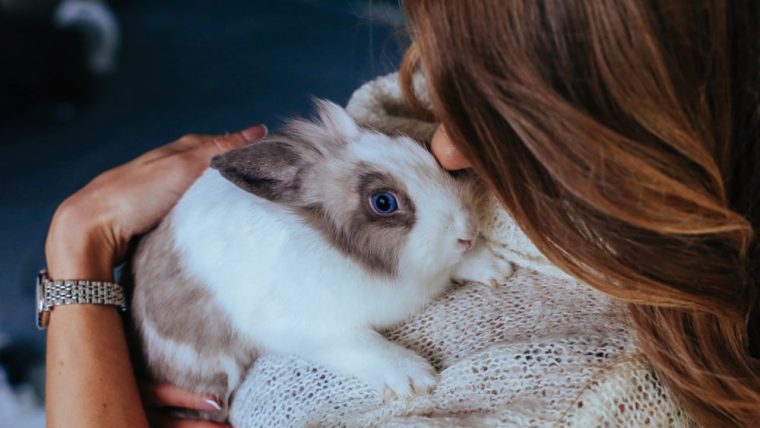 How To Care For A Pet Rabbit – Perfect Companion!
