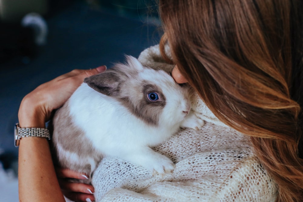 How To Care For A Pet Rabbit – Perfect Companion!