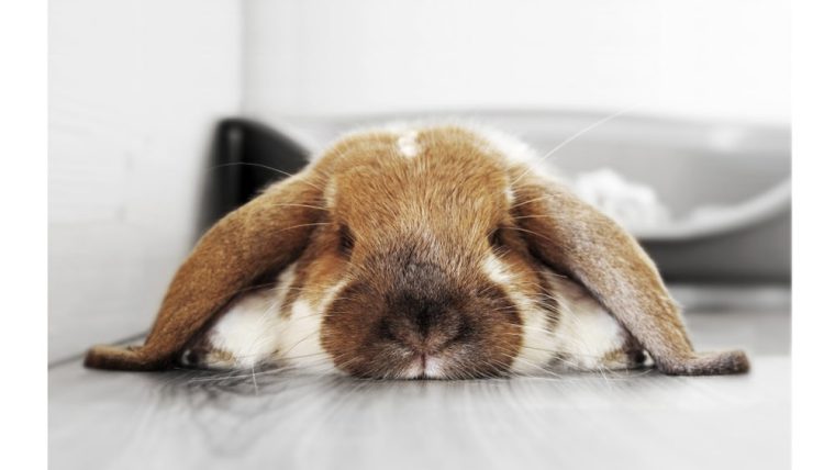 Heartbreaking Discovery of Common Signs of a Sick Rabbit