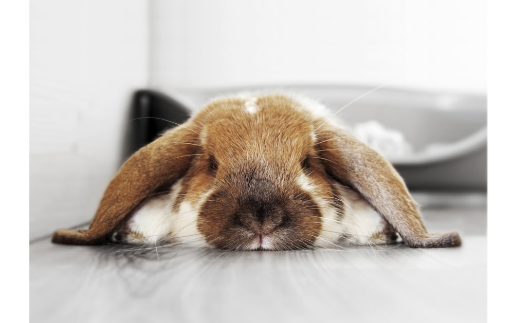 Heartbreaking Discovery of Common Signs of a Sick Rabbit