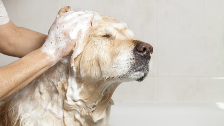 How To Wash Your Dog At Home