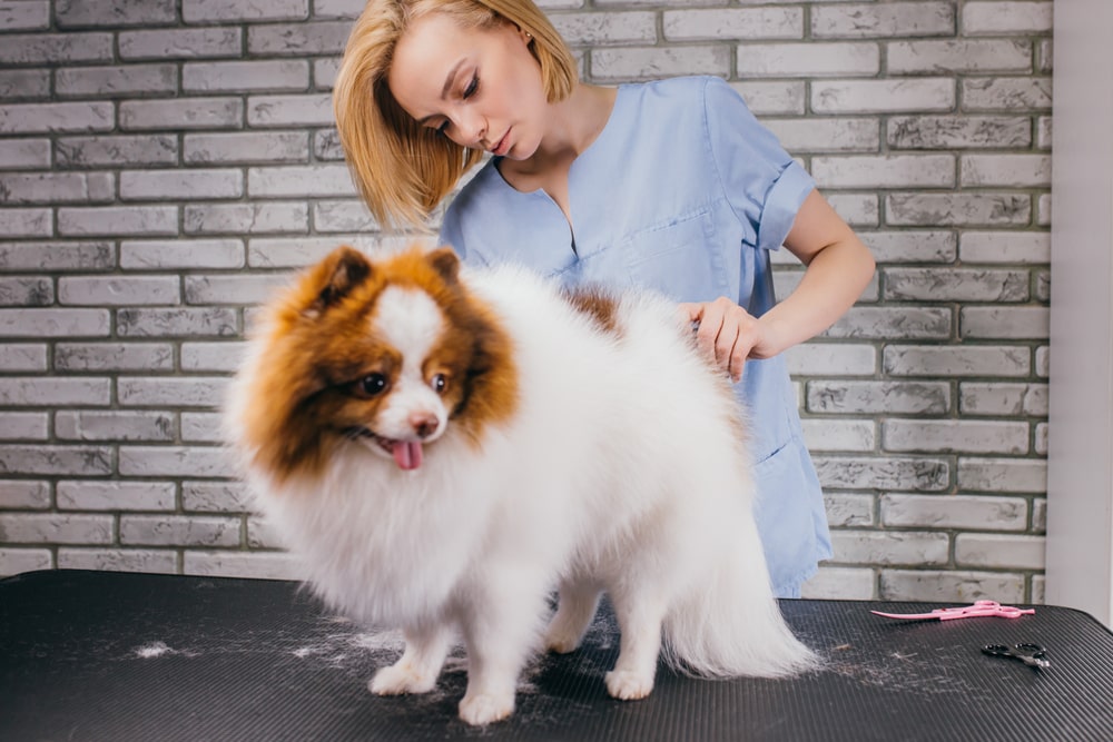 How to groom a dog: Do-it-yourself dog groomer tells all