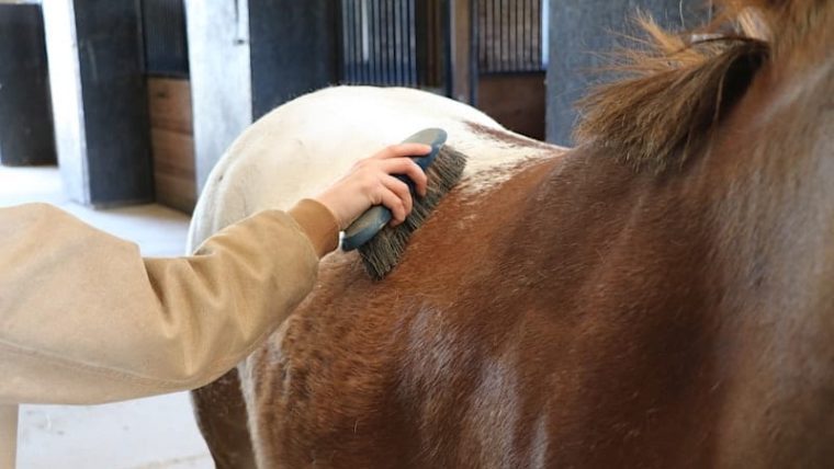How to Groom a Horse: Complete Guide