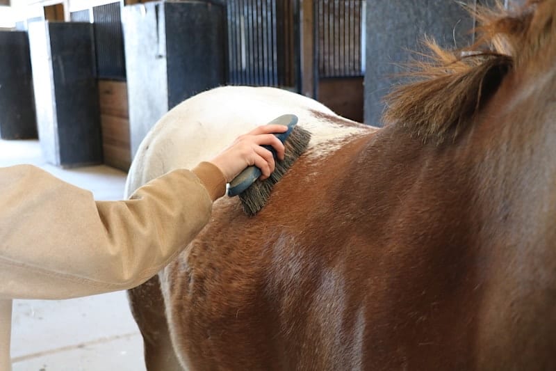 How to Groom a Horse: Complete Guide