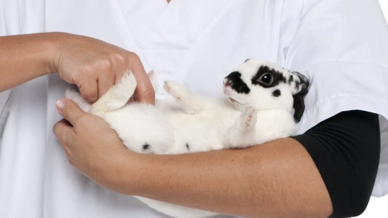 How to Care for a Pet Mini Rex Rabbit
