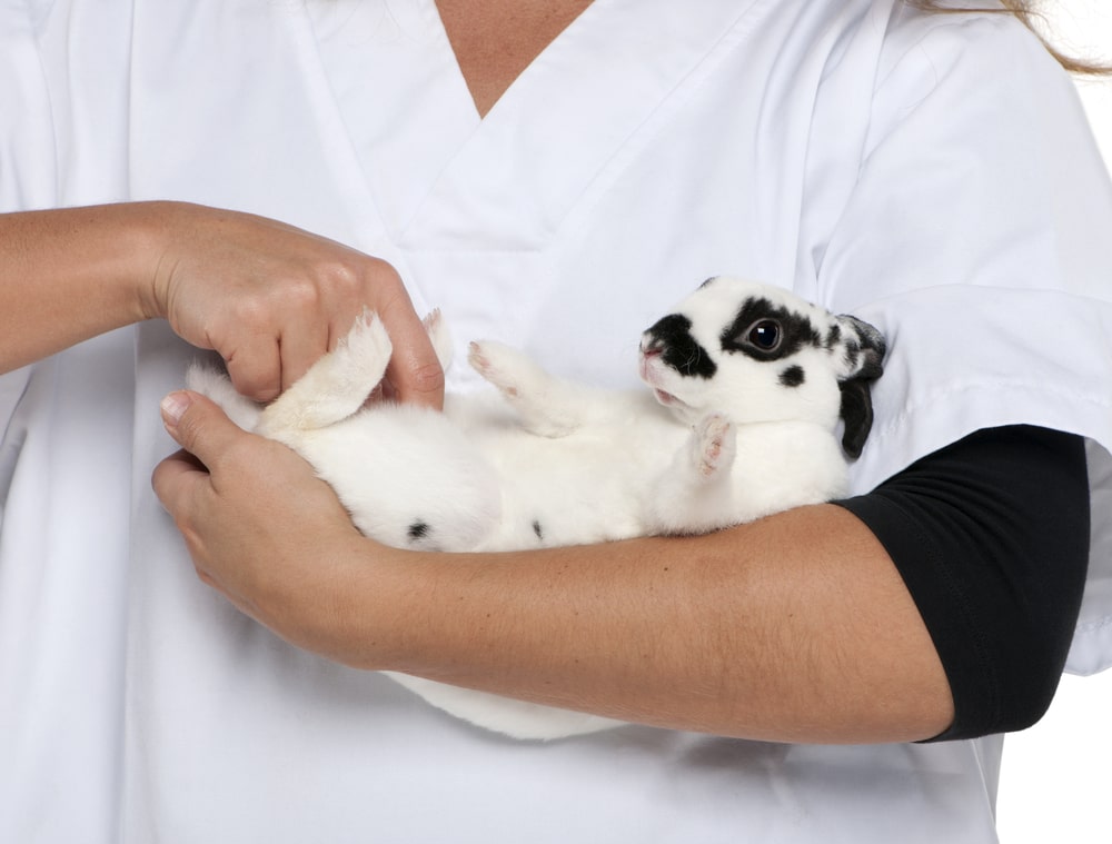 How to Care for a Pet Mini Rex Rabbit